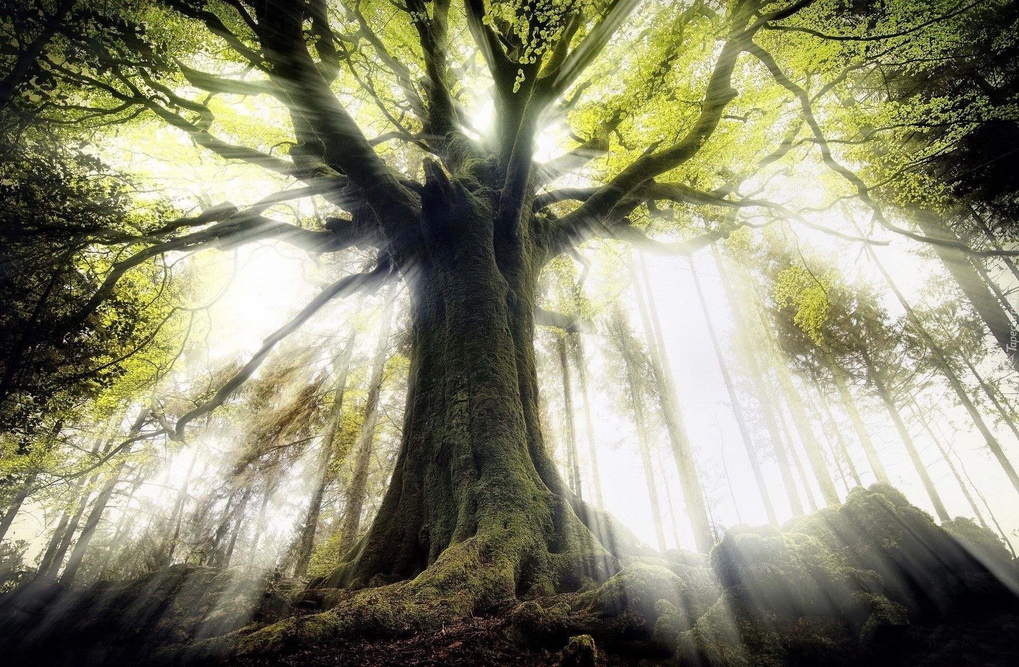 The Lesson from Tu B’Shevat